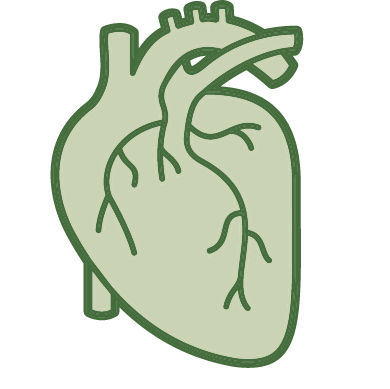 An illustration of a heart
