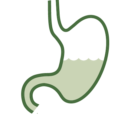 An illustration of digestive organs