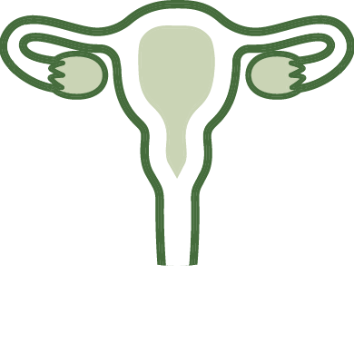 An illustration of a uterus