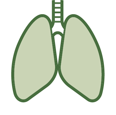 An illustration of lungs