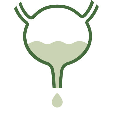 An illustration of a bladder